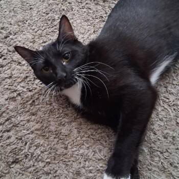 Roni -  Domestic Short Hair Cat for Adoption in Kansas City, Missouri - Roni | PetCurious