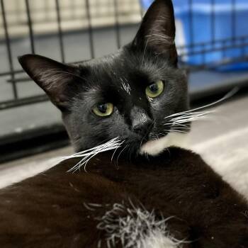 Chantel -  Domestic Short Hair Cat for Adoption in Mount Rainier, Maryland - Chantel | PetCurious