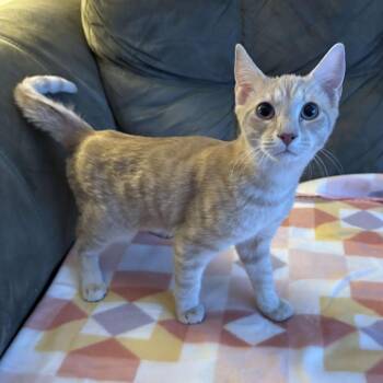 Domestic Short Hair Cats Available for Adoption - Pollux | PetCurious