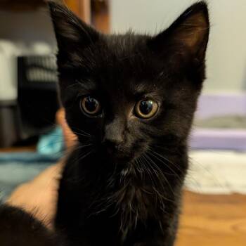 Woland -  Domestic Short Hair Cat for Adoption in Lexington, Kentucky - Woland | PetCurious