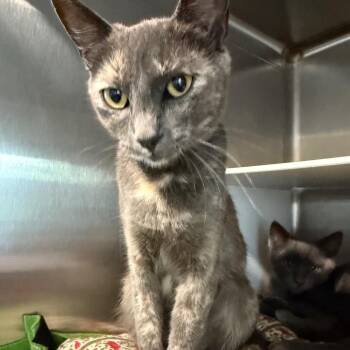 Kitty (Mom) -  Domestic Short Hair Cat for Adoption in Cedaredge, Colorado - Kitty (Mom) | PetCurious