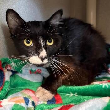 Stray 8/3/26 A-65012 -  Domestic Medium Hair Cat for Adoption in Keizer, Oregon - Stray 8/3/26 A-65012 | PetCurious