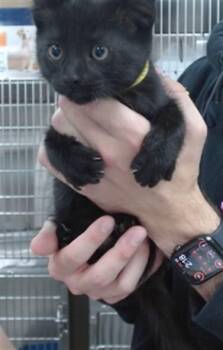 ZORRO -  Domestic Short Hair Cat for Adoption in Salinas, California - ZORRO | PetCurious