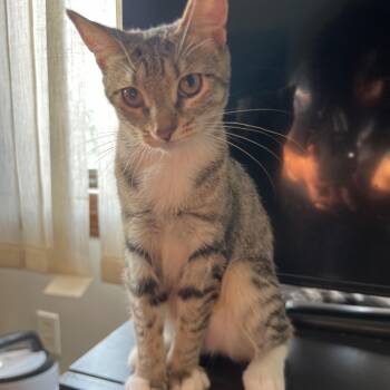 Ruthy & Renee -  Domestic Short Hair Cat for Adoption in Medford, Massachusetts - Ruthy & Renee | PetCurious