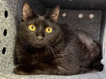 Tia -  Domestic Short Hair Cat for Adoption in New York, New York - Tia | PetCurious