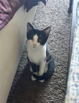 Sniffles -  Domestic Short Hair Cat for Adoption in Oceanside, California - Sniffles | PetCurious