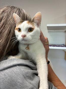 Soka -  Domestic Short Hair Cat for Adoption in Emmett, Idaho - Soka | PetCurious