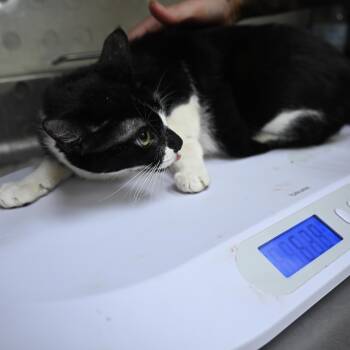 Rescue Domestic Short Hair Cats for Adoption in Galveston, Texas - Dopey | PetCurious