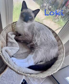 Natahsa BONDED with Wanda -  Siamese Cat for Adoption in Phoenix, Arizona - Natahsa BONDED With Wanda | PetCurious
