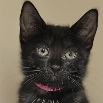 Ada Lovelace -  Domestic Short Hair Cat for Adoption in Victor, New York - Ada Lovelace | PetCurious
