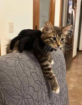 Rescue Domestic Long Hair Cats for Adoption in Warr Acres, Oklahoma - Dillon | PetCurious