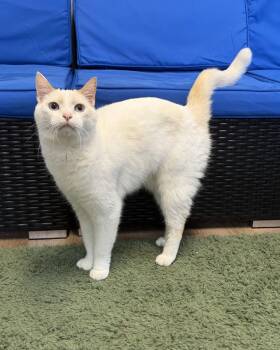 Snowy -  Siamese Cat for Adoption in Plant City, Florida - Snowy | PetCurious