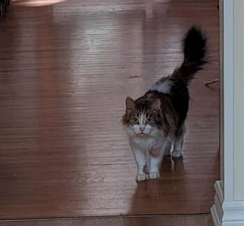 Muffin 3 -  Domestic Long Hair Cat for Adoption in Arthur, Ontario - Muffin 3 | PetCurious