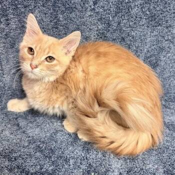 Debbie -  Domestic Medium Hair Cat for Adoption in Waterloo, Iowa - Debbie | PetCurious