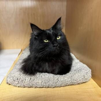Marzipan -  Domestic Long Hair Cat for Adoption in Novato, California - Marzipan | PetCurious
