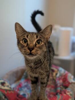Adriann -  Domestic Short Hair Cat for Adoption in Duxbury, Massachusetts - Adriann | PetCurious