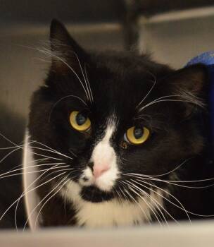 Monroe -  Domestic Long Hair Cat for Adoption - Monroe | PetCurious