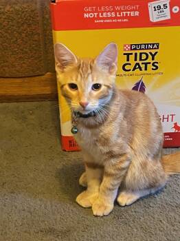 Rescue Domestic Short Hair Cats for Adoption in Mokena, Illinois - Mr Sparkler | PetCurious