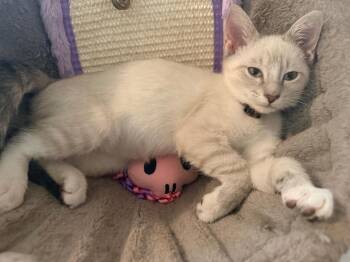 Chance -  Domestic Short Hair Cat for Adoption in Darien, Georgia - Chance | PetCurious