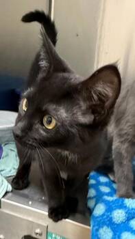 Gwen -  Domestic Short Hair Cat for Adoption in Wilkesboro, North Carolina - Gwen | PetCurious