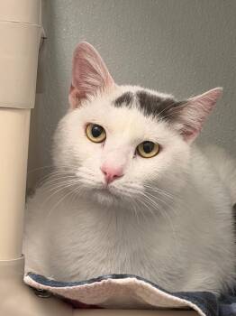 Lemmie -  Domestic Short Hair Cat Available for Adoption in Gillette, Wyoming - Lemmie | PetCurious