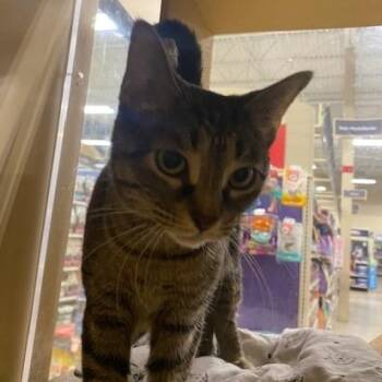 Rescue Domestic Short Hair Cats for Adoption in Sterling Heights, Michigan - Ginger | PetCurious