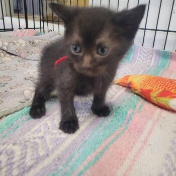 Ruby -  Domestic Short Hair Cat Available for Adoption in Clarksdale, Mississippi - Ruby | PetCurious