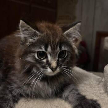 Hershey -  Domestic Medium Hair Cat for Adoption in Washington, District Of Columbia - Hershey | PetCurious