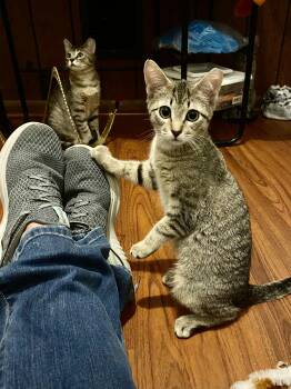 Domestic Short Hair Cats Available for Adoption - Piper II | PetCurious