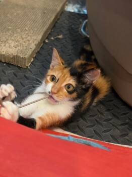 Beetlejuice -  Calico Cat for Adoption in San Antonio, Texas - Beetlejuice | PetCurious