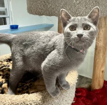 Caddie -  Domestic Short Hair Cat for Adoption in Ashland, Ohio - Caddie | PetCurious