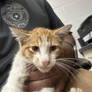 Citrus -  American Shorthair Cat for Adoption in Lufkin, Texas - Citrus | PetCurious
