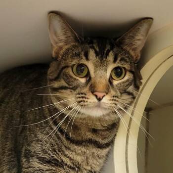 Chai -  Domestic Short Hair Cat for Adoption in Columbia, Missouri - Chai | PetCurious