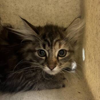 Sparkler -  Domestic Medium Hair Cat for Adoption in Reno, Nevada - Sparkler | PetCurious