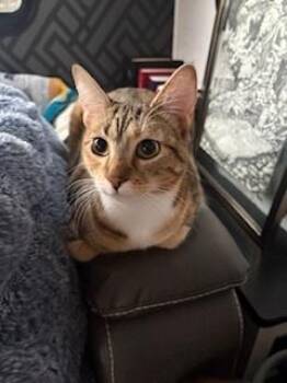 Domestic Short Hair Cats Available for Adoption in Bend, Oregon - Roxy | PetCurious