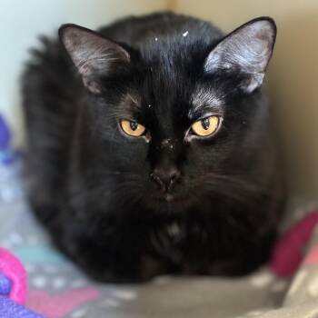 Domestic Medium Hair Cats Available for Adoption in South Elgin, Illinois - Scone | PetCurious