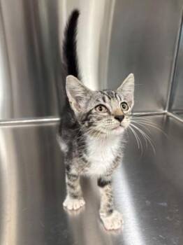 Orpheus -  Domestic Short Hair Cat for Adoption in Daphne, Alabama - Orpheus | PetCurious