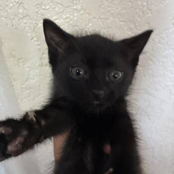 Domestic Short Hair Cats Available for Adoption in San Antonio, Texas - Beau | PetCurious