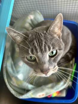 Tabby Cats Available for Adoption in Grand Rapids, Michigan - Anastasia | PetCurious