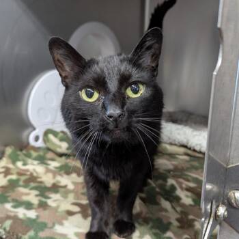 Natasha -  Domestic Short Hair Cat for Adoption in Aberdeen, Washington - Natasha | PetCurious