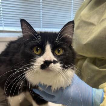 Angelica -  Domestic Medium Hair Cat for Adoption in Chilliwack, British Columbia - Angelica | PetCurious