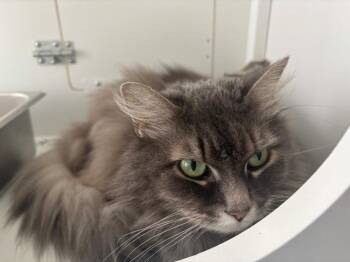 Domestic Long Hair Cats Available for Adoption in Gorham, Maine - Angel | PetCurious