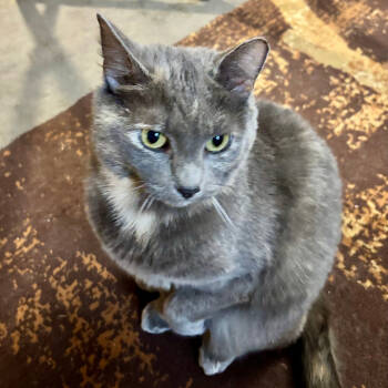 Rescue Domestic Short Hair Cats for Adoption in Saint Paul, Minnesota - Earlie Grey Sea | PetCurious