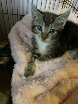 Domestic Short Hair Cats Available for Adoption in Hudson, New Hampshire - Muffin | PetCurious