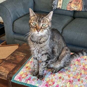 Bowie -  Domestic Short Hair Cat for Adoption in Queenstown, Maryland - Bowie | PetCurious