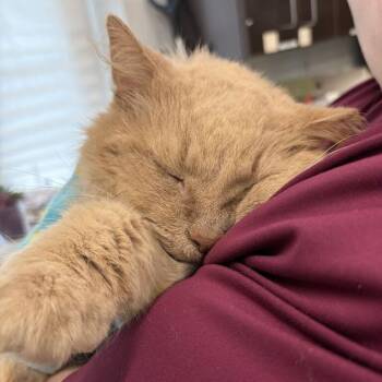 Butter -  Domestic Long Hair Cat for Adoption in Marshall, Virginia - Butter | PetCurious