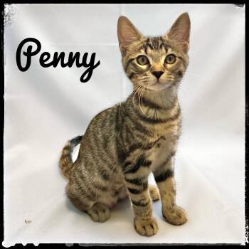 Penny -  Domestic Short Hair Cat for Adoption in El Cajon, California - Penny | PetCurious