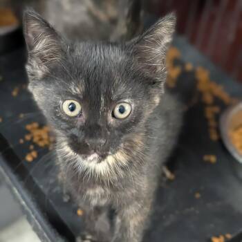Ember -  Domestic Short Hair Cat for Adoption in Cape Girardeau, Missouri - Ember | PetCurious