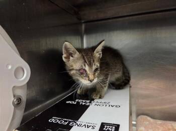 WILLIAM MCKINLEY -  Domestic Short Hair Cat for Adoption in Antioch, California - WILLIAM MCKINLEY | PetCurious