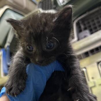 Rescue Domestic Short Hair Cats for Adoption in Mount Vernon, Indiana - Scone | PetCurious